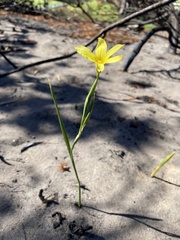 Moraea pyrophila