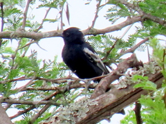 Melaniparus niger niger