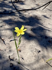 Moraea pyrophila