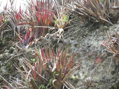 Tillandsia stenoura