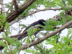 Melaniparus niger niger