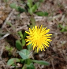 Leontodon longirostris