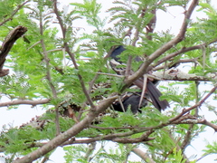 Melaniparus niger niger