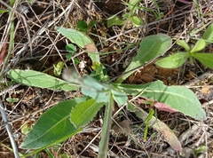 Leontodon longirostris