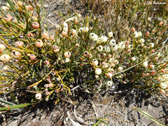 Ephedra chilensis