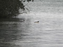 Mergus merganser
