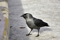 Corvus monedula