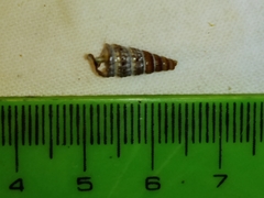 Pirenella conica
