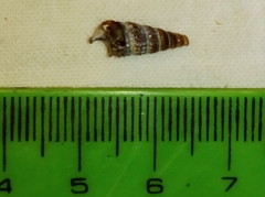 Pirenella conica