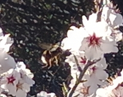 Bombus