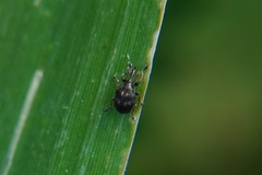 Nanophyinae