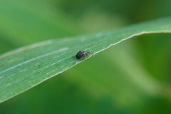 Nanophyinae