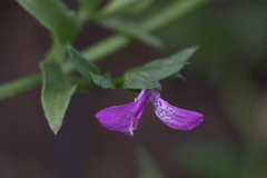 Dicliptera minor