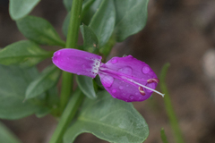 Dicliptera minor