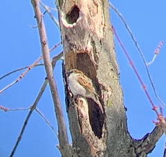 Passer domesticus