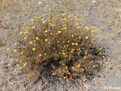 Grindelia anethifolia