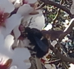 Xylocopa violacea