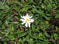 Hypochaeris taraxacoides