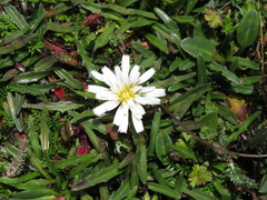 Hypochaeris taraxacoides