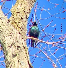 Sturnus vulgaris