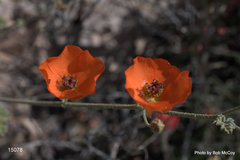 Sphaeralcea ambigua rugosa