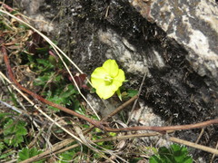Oenothera multicaulis