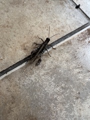 Schistocerca literosa