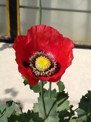 Papaver somniferum