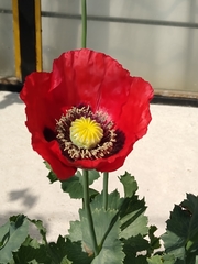 Papaver somniferum