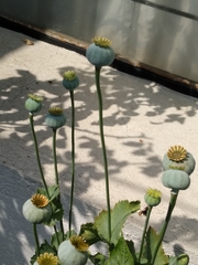 Papaver somniferum