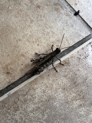 Schistocerca literosa