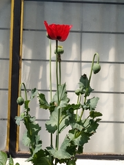 Papaver somniferum