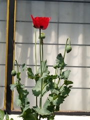Papaver somniferum