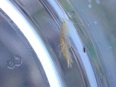 Gammarus minus