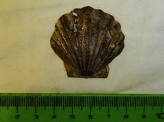 Flexopecten glaber