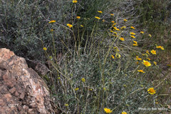Encelia virginensis