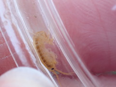Gammarus minus