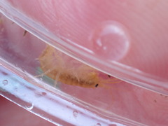 Gammarus minus