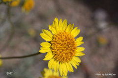 Encelia virginensis
