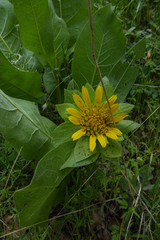 Wyethia glabra