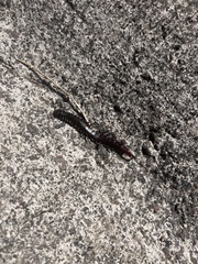 Scolopendra galapagoensis