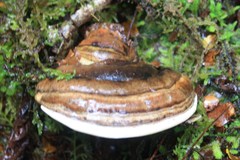 Fomitopsis hemitephra