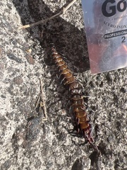 Scolopendra galapagoensis