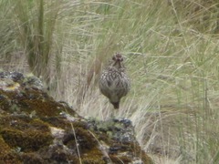 Grallaria andicolus