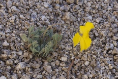 Eschscholzia androuxii