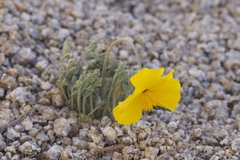 Eschscholzia androuxii
