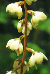 Pyrola crypta