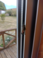 Dichroplus vittigerum