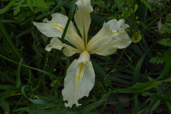 Iris fernaldii
