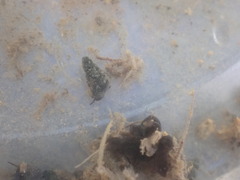 Fontigens nickliniana